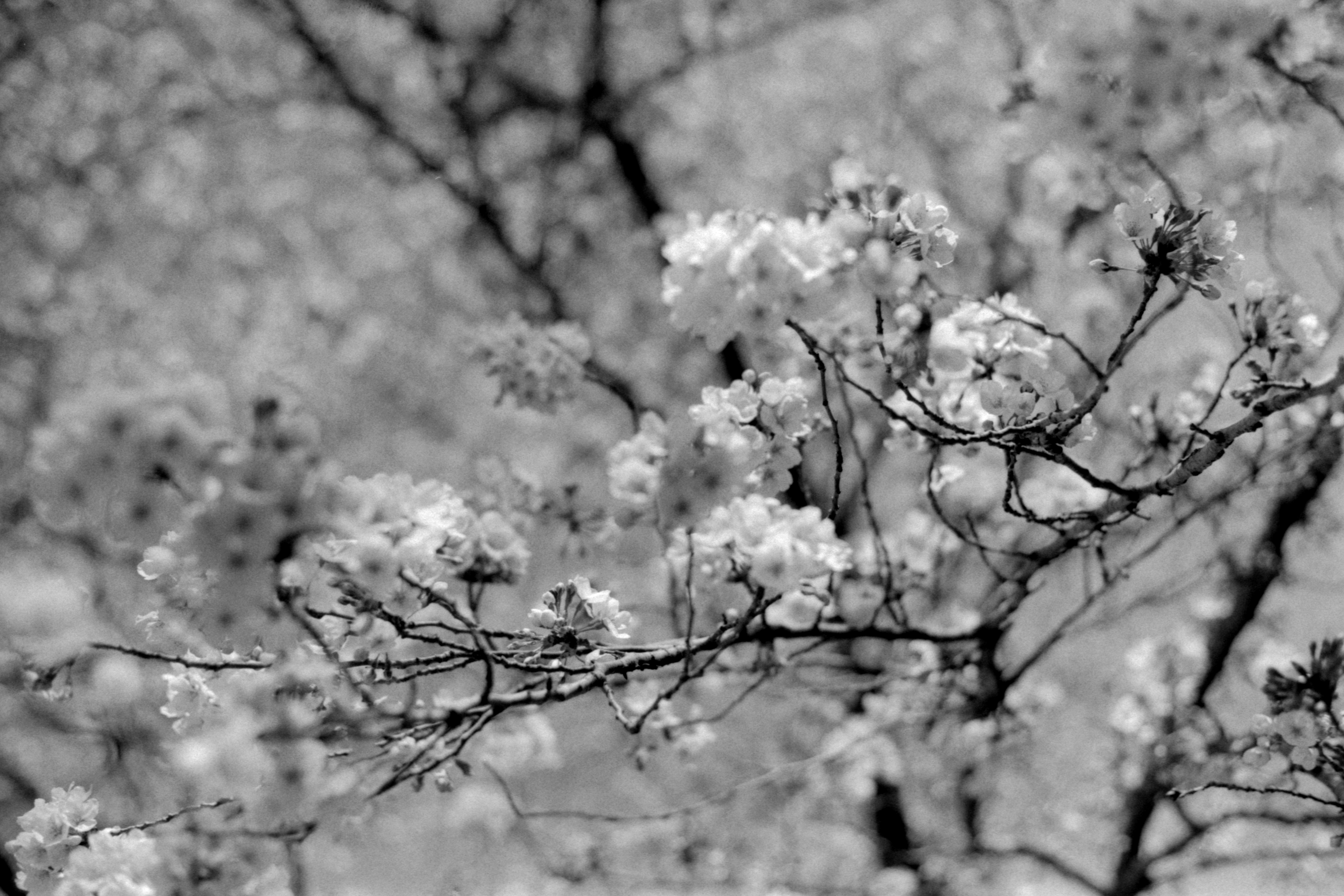 Cherry Blossoming