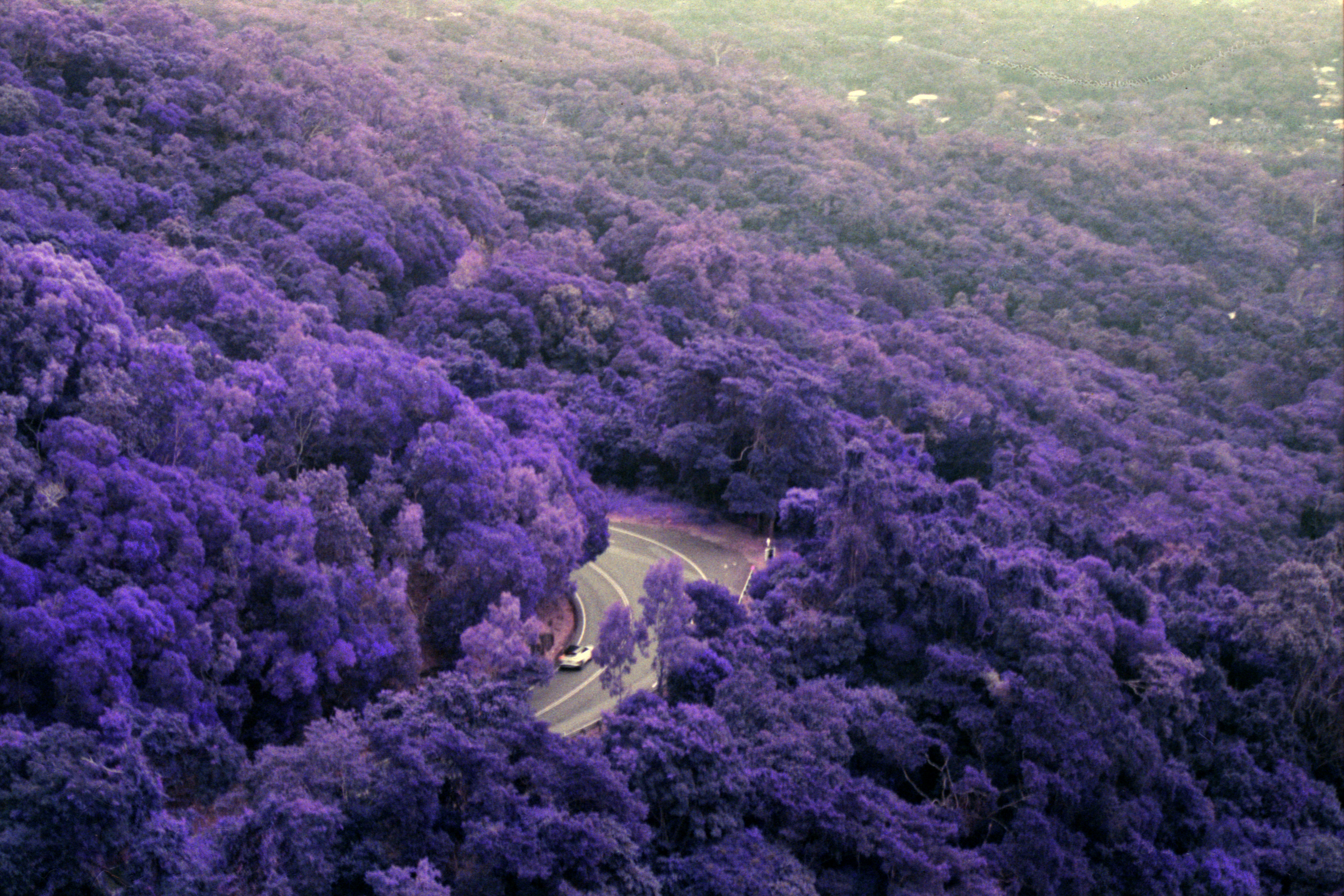 Purple Mountain