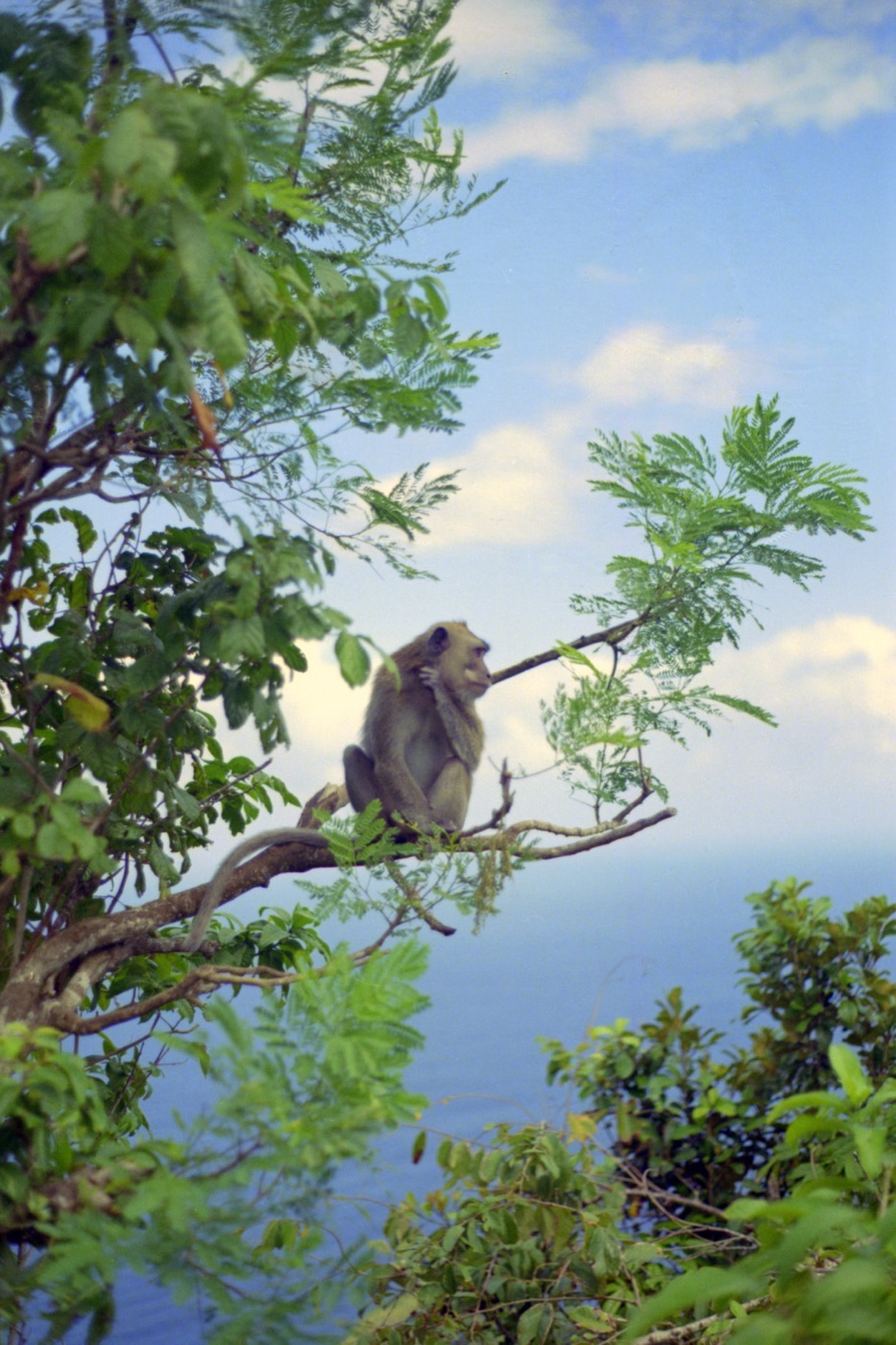Bali Monkey